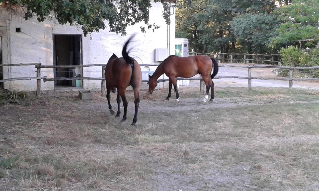 Вилла Ferme Equestre Des Abrons Pailloles Экстерьер фото